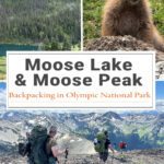 Thinking about backpacking to Moose Lake & Moose Peak in Olympic National Park? Get trail mileage, elevation gain, camping information, route highlights, and helpful planning tips for this rugged alpine backpacking trip.