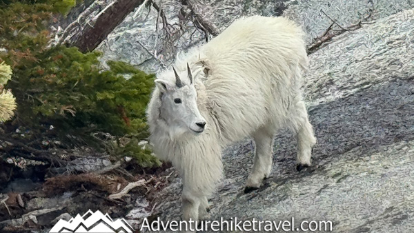 Spring conditions in the Enchantments can change quickly. This post shares our Snow Lakes Trail to Core Zone backpacking trip in mid-May, including trail info, elevation gain, distance, snow conditions, navigation, gear, frozen lakes, and what to expect during early season backpacking near Leavenworth, WA.