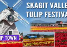 Skagit Valley Tulip Festival favorite! Tulip Town features over 50 tulip varieties, mountain backdrops, and fun for all ages. Find out why it’s a can’t-miss stop on your spring trip to Washington.