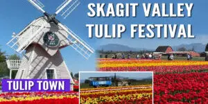 Skagit Valley Tulip Festival favorite! Tulip Town features over 50 tulip varieties, mountain backdrops, and fun for all ages. Find out why it’s a can’t-miss stop on your spring trip to Washington.